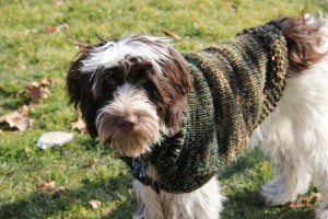 dog sweater tracey knits