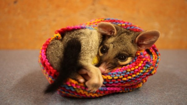 knit marsupial pouches