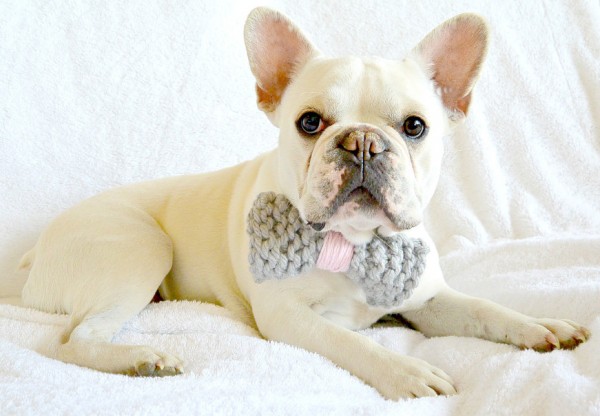 knit dog bow tie