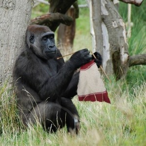 knitting gorilla april fools