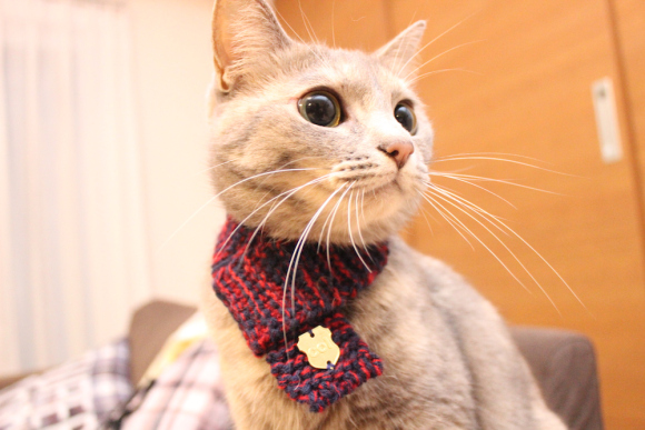 Hot knitting trend in Japan: knit scarves for cats. Would you make one?