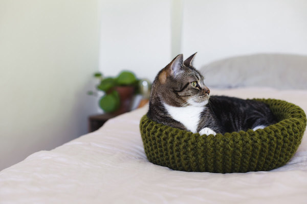 knit cat bed