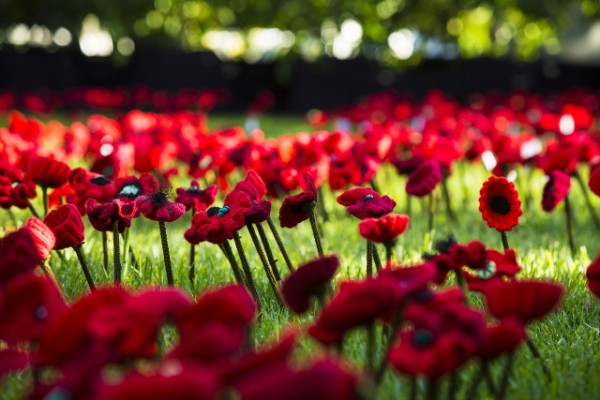 knit poppies wanted for war memorial