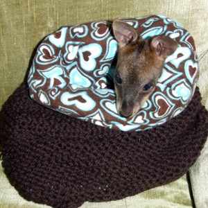 Knit pouches for orphaned marsupials.