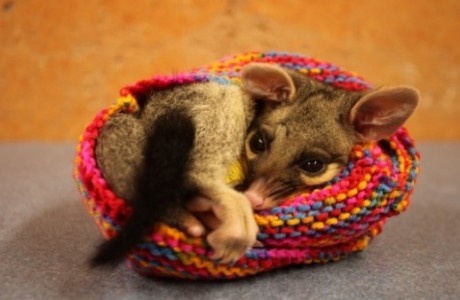 knit marsupial pouches