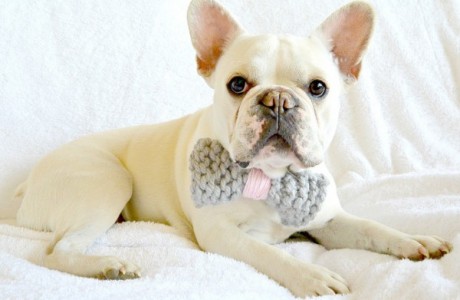 knit dog bow tie
