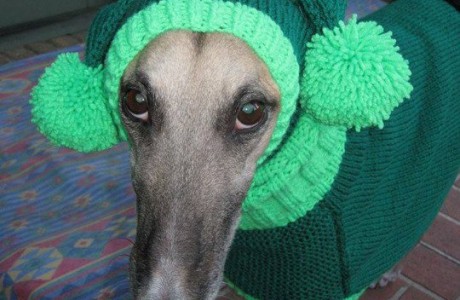 These sweet stories of knitting for animals are sure to make you smile