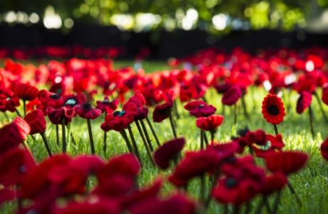 knit poppies wanted for war memorial