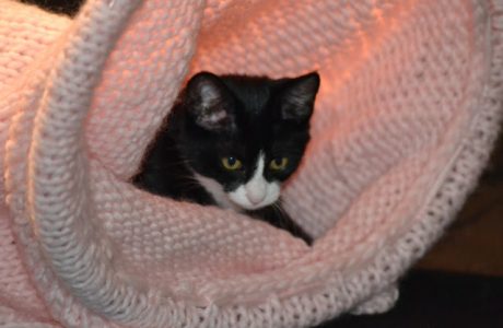 cat tunnel knitting project